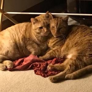 Meet your Posher, Kristi